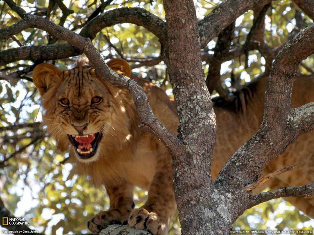 狮子在树上