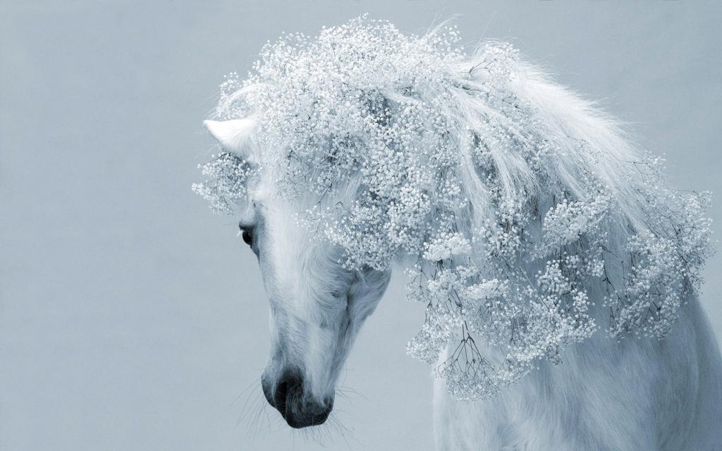 美丽的白马