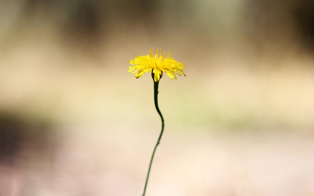 在一根薄茎的黄色花