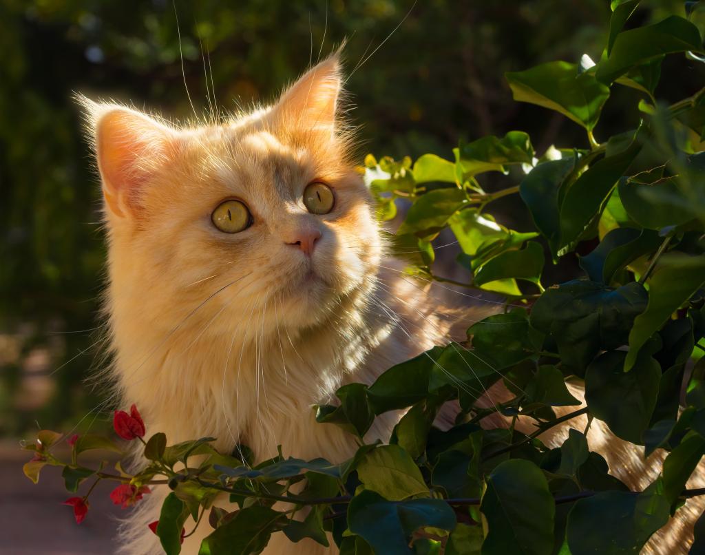 美丽的红猫在阳光下