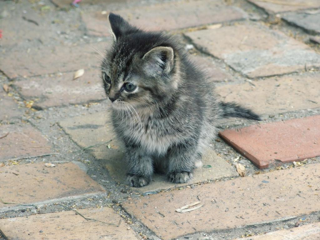 小猫在街上