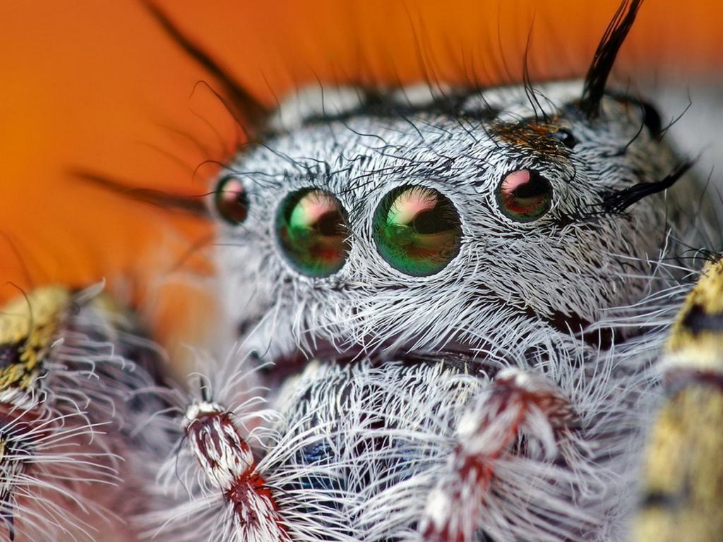 蜘蛛的眼睛