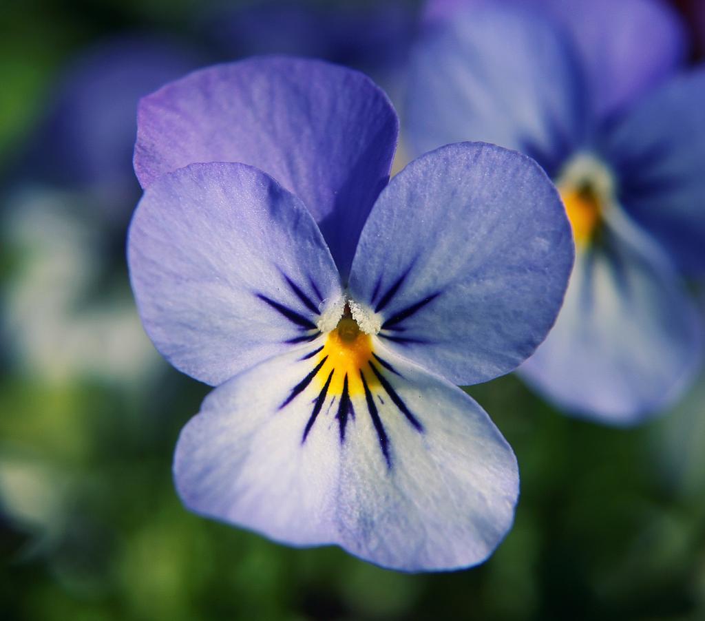 蝴蝶花蓝色花在庭院里