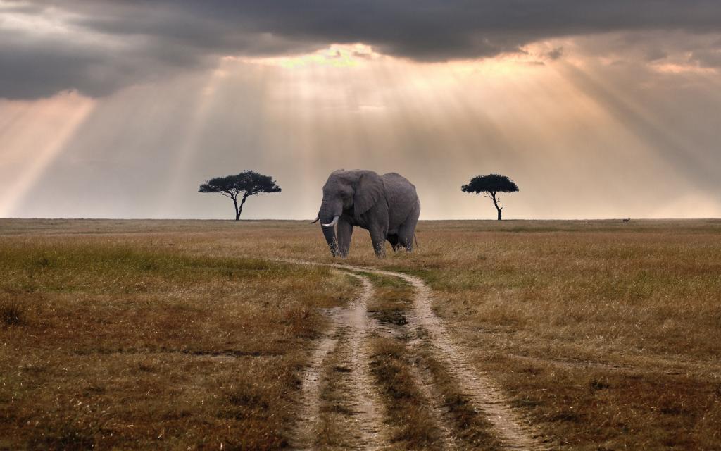 一头大象在路上