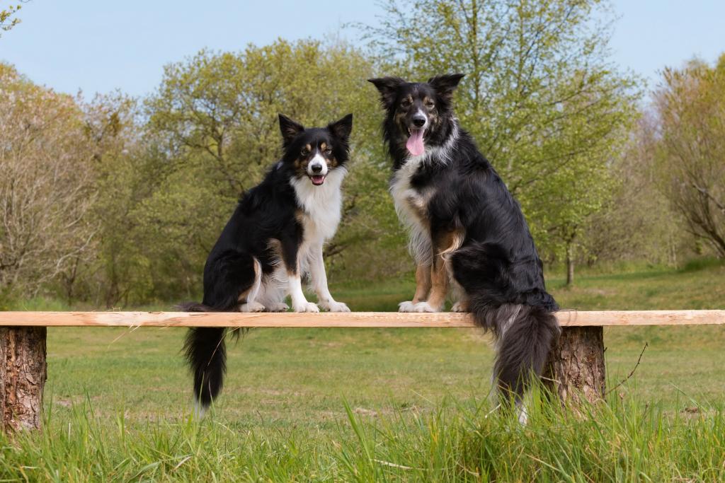 两只边境牧羊犬品种狗坐在一张木凳上