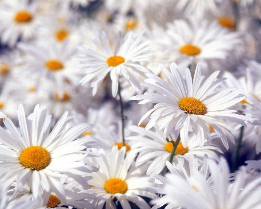 美丽的白色花朵