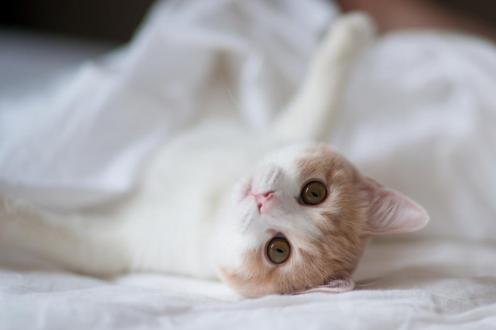 在白色床上的小猫