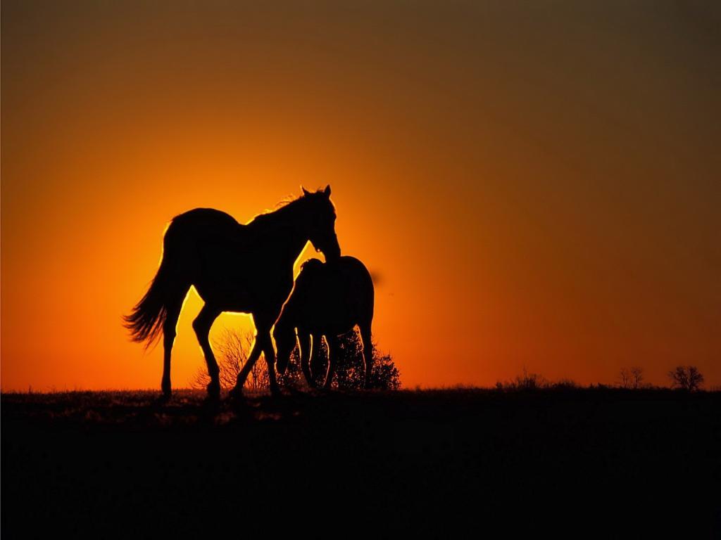 马在阳光下的剪影