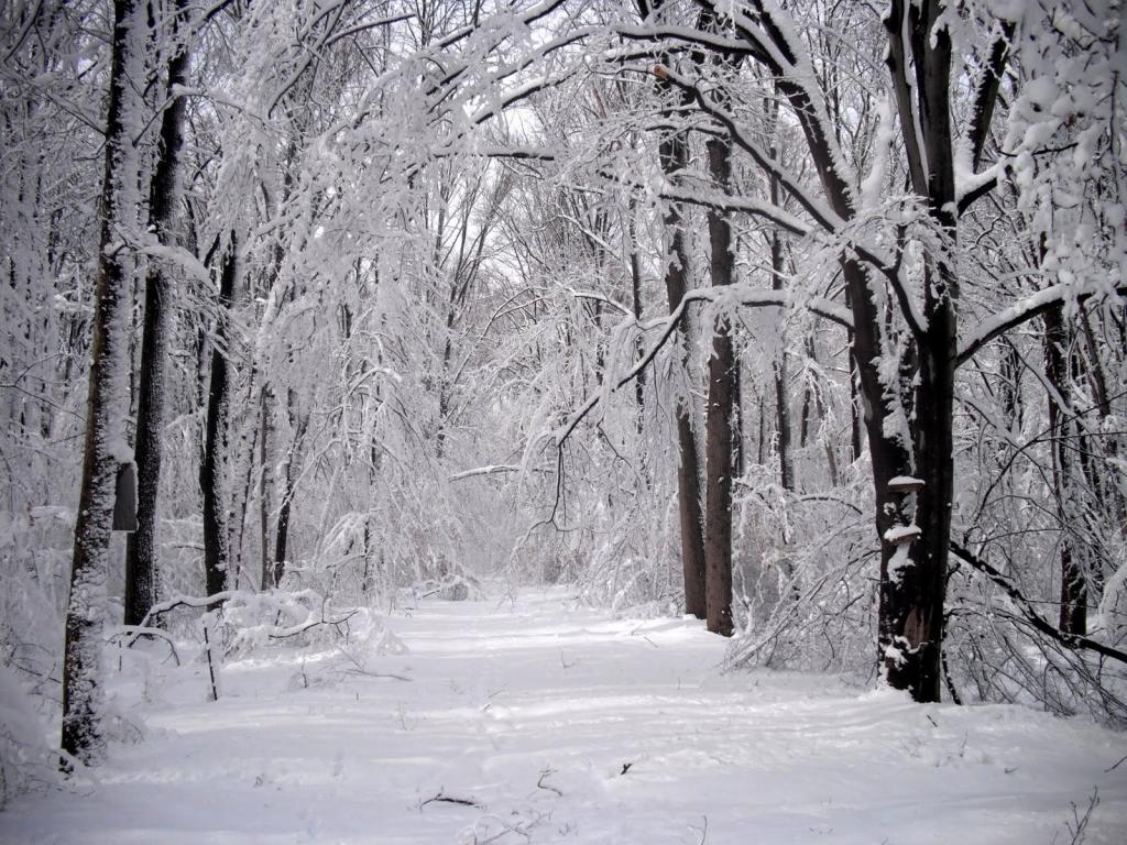 白雪公路在冬天