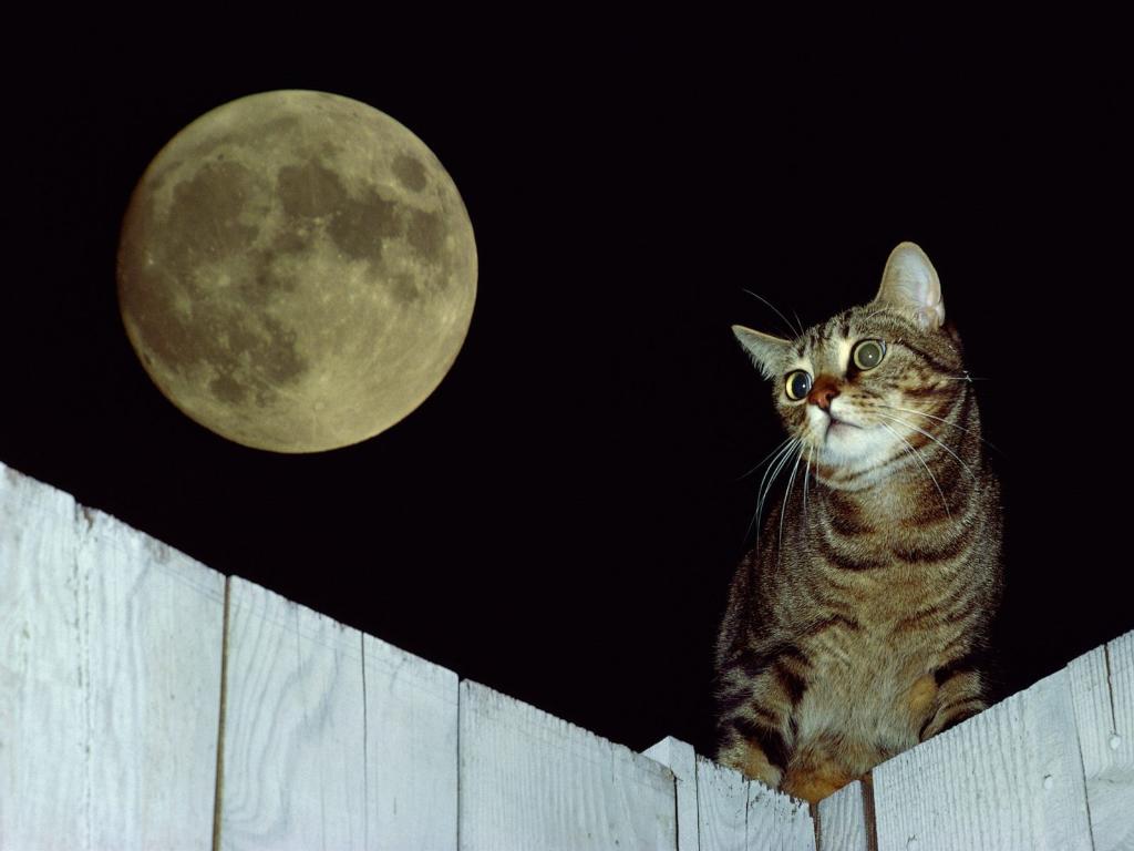 猫在月光下的篱笆上