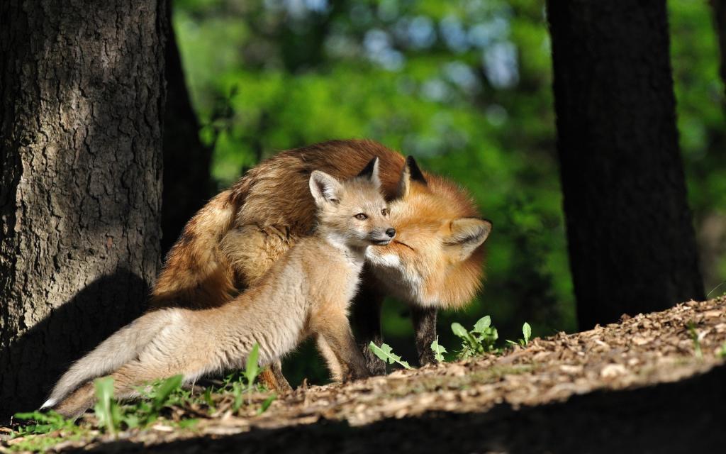 狐狸的家庭