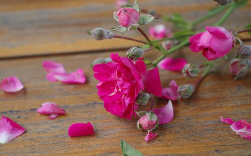 粉红色的花，在木制的表面上的花瓣