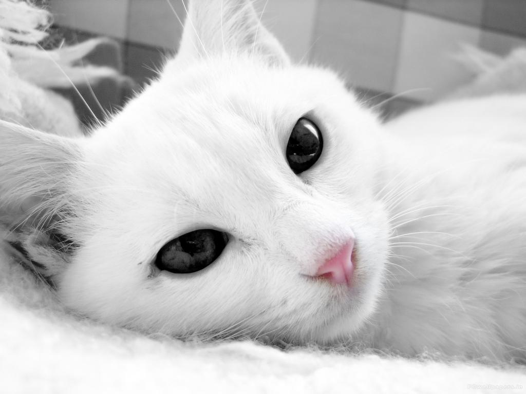 与黑暗的眼睛特写镜头的白色猫