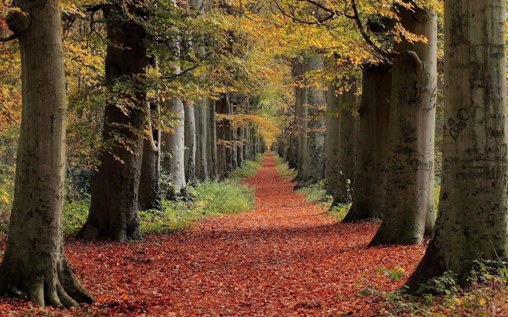 森林中的路径上布满了棕色的叶子