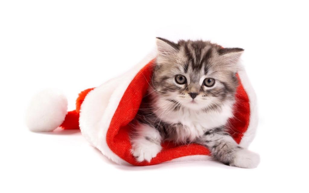 在圣诞老人帽子的银色小猫圣诞节的