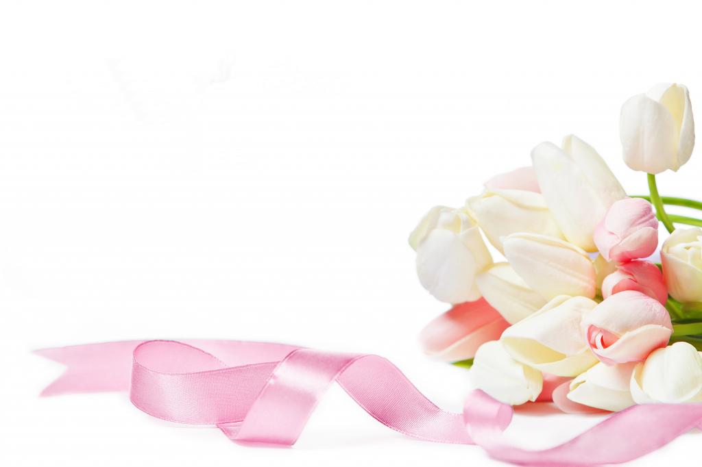 郁金香与粉红丝带白色背景，贺卡模板上的花束