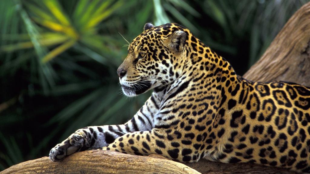 捷豹在亚马逊丛林