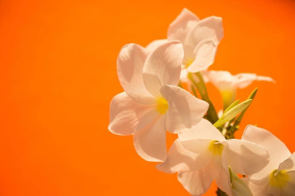 在橙色背景的精美白花