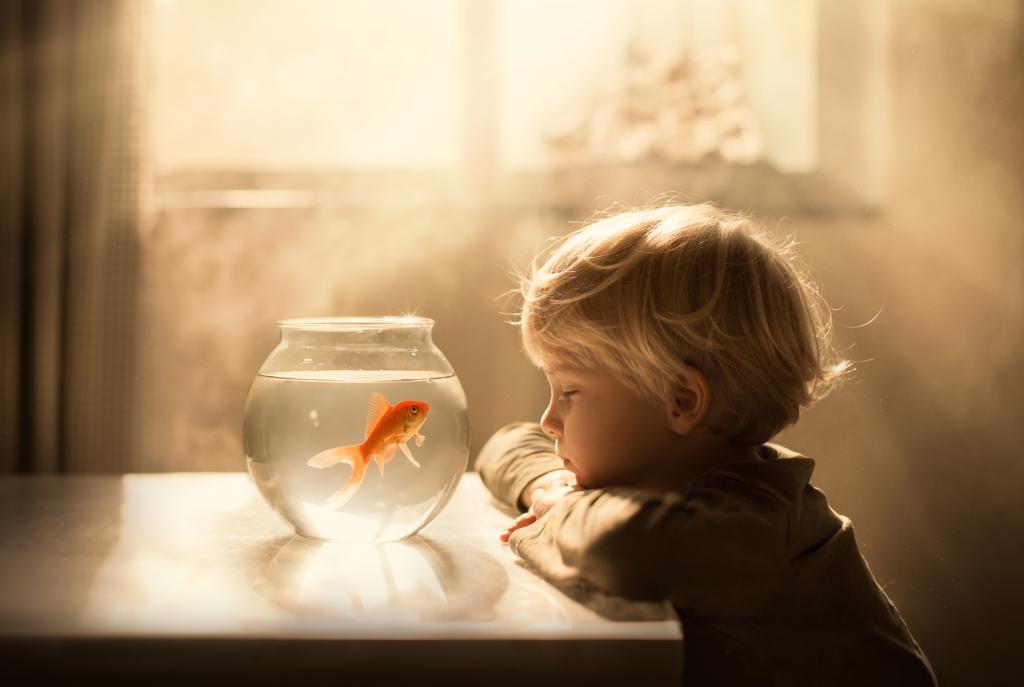小男孩看着水族馆与金色的鱼