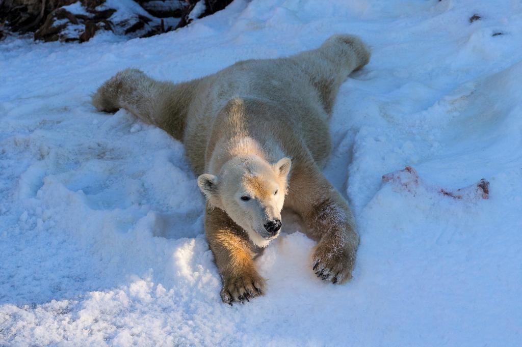 北极熊在冬天白雪满意