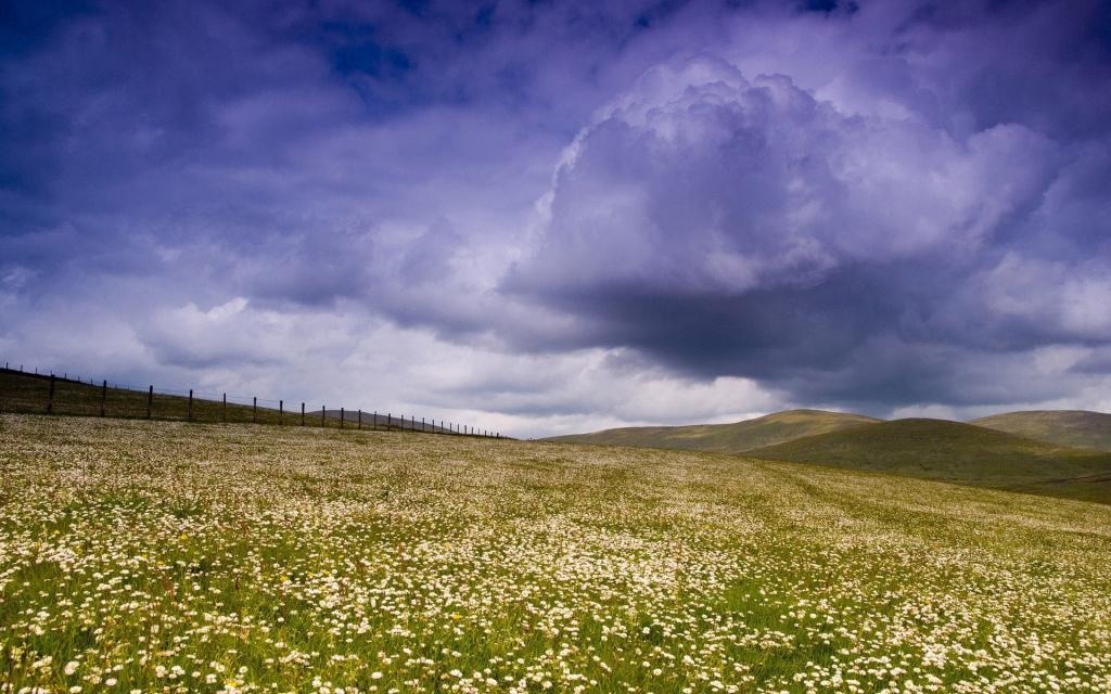 春黄菊的领域上空的云彩