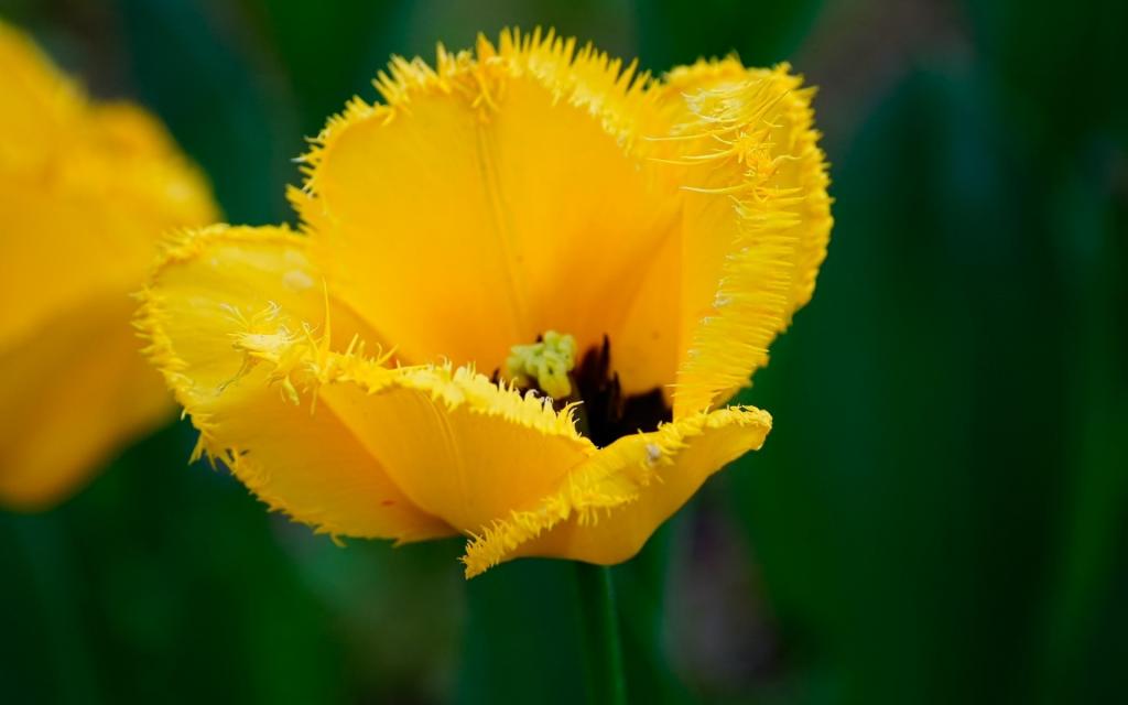 黄色毛茸茸的花