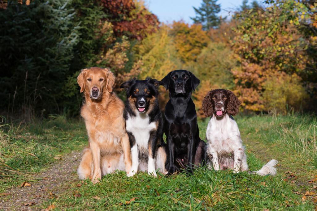 四只狗品种拉布拉多，边境牧羊犬，猎犬，西班牙猎狗坐在草地上
