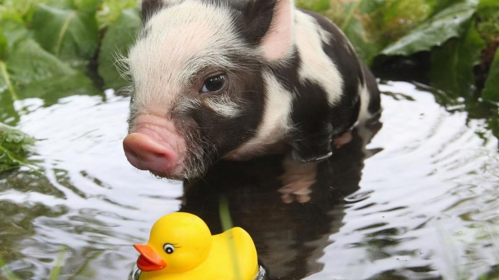 越南猪正在水中玩耍
