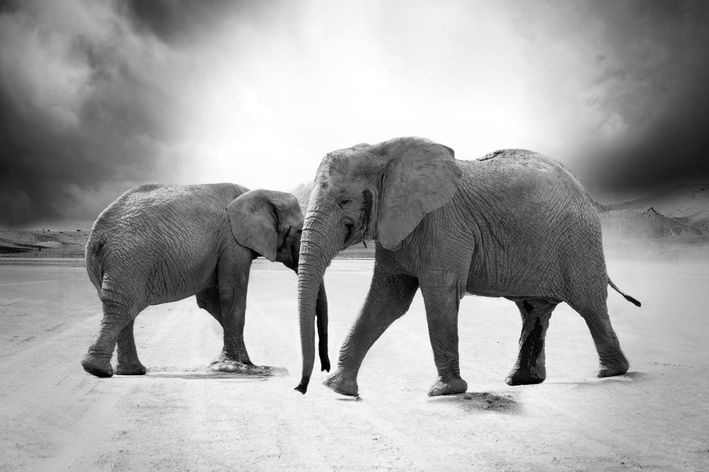 大象路黑白照片
