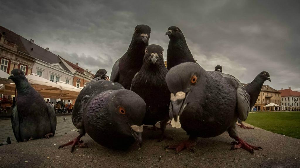 城市的鸽子正在寻找食物