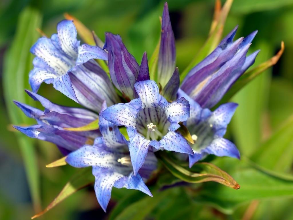 有斑点的蓝色花