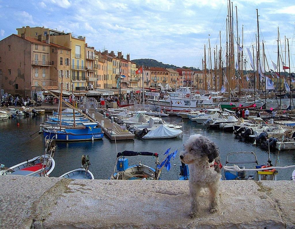 法国圣特罗佩（Saint-Tropez）度假胜地港口的一只狗