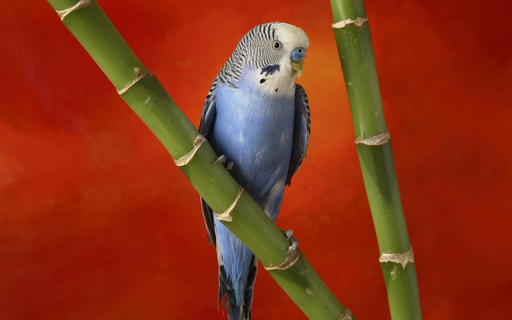 美丽的蓝鹦鹉