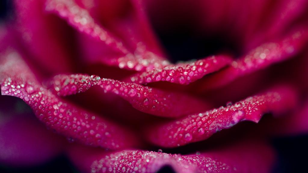 滴在粉红玫瑰的花瓣上