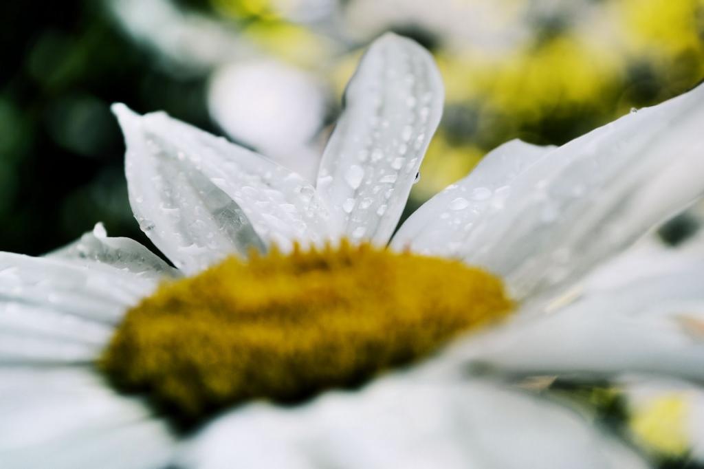 雨后的白菊花