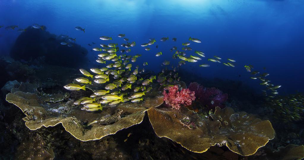 一个风景如画的海底世界的鱼群