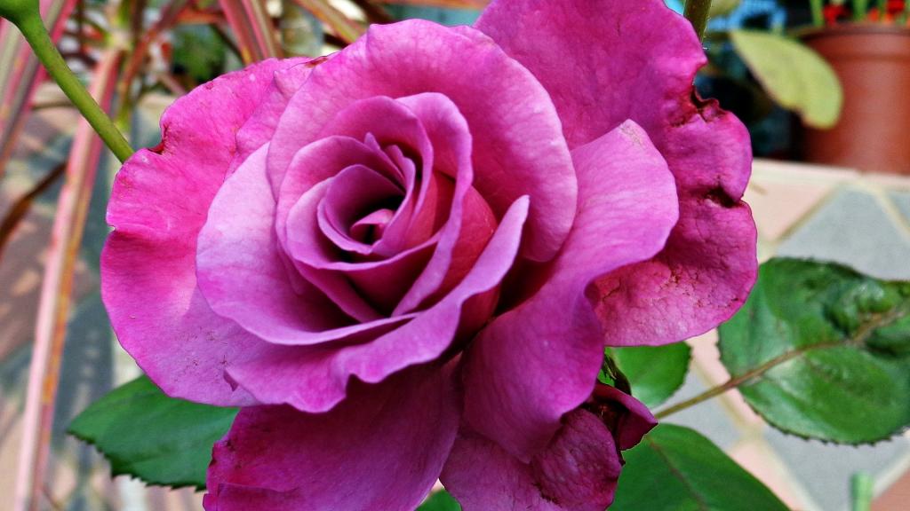 伟大的紫色玫瑰