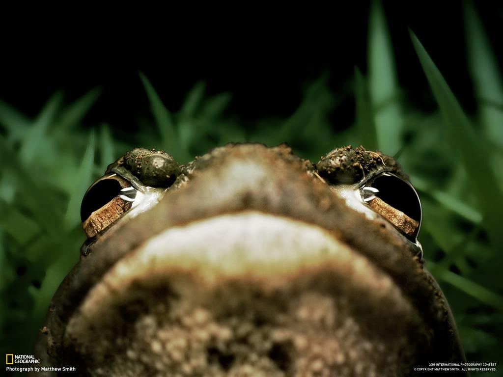 一只青蛙的肖像