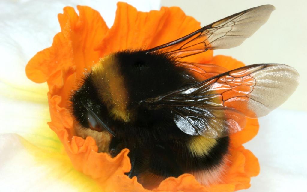 在一朵橙色花的大黄蜂