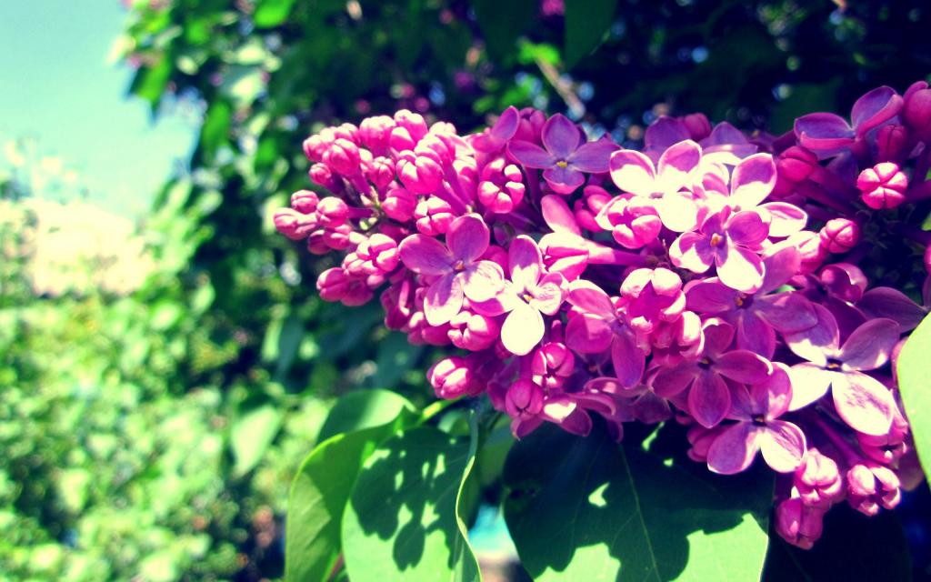 春天粉红色开花