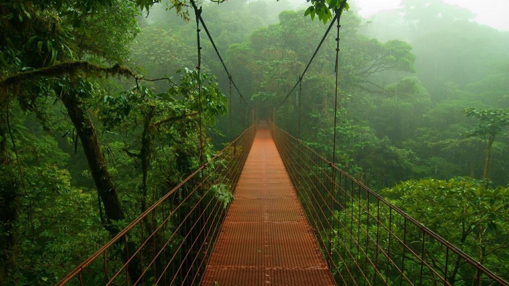 在亚马逊的森林桥梁