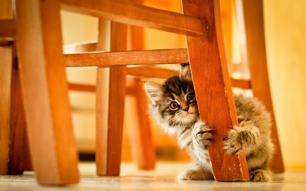 小猫在椅子下