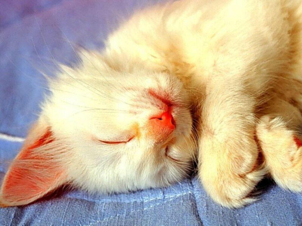 睡觉的白色猫