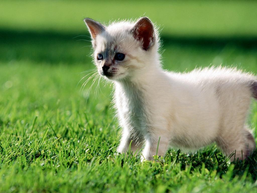 小猫走在草坪上