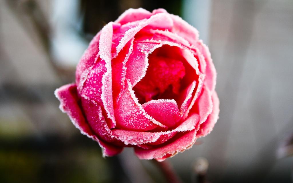冰冻的玫瑰