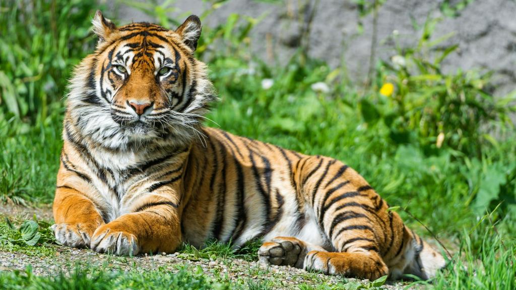 高贵的老虎躺在绿色的草地上