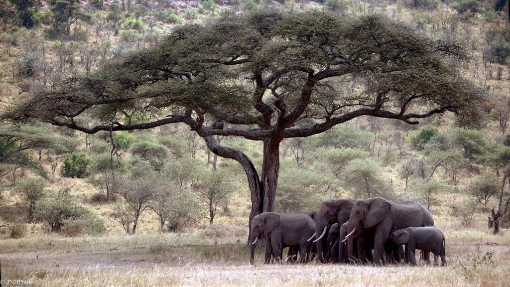 大象在树下的家庭