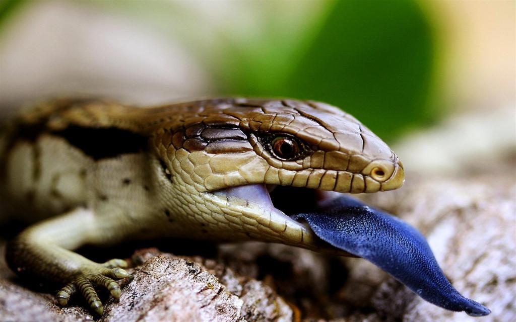 蜥蜴与蓝舌