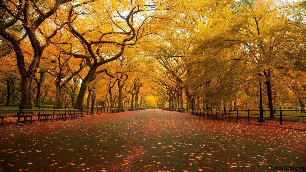 空的秋天公园的大道