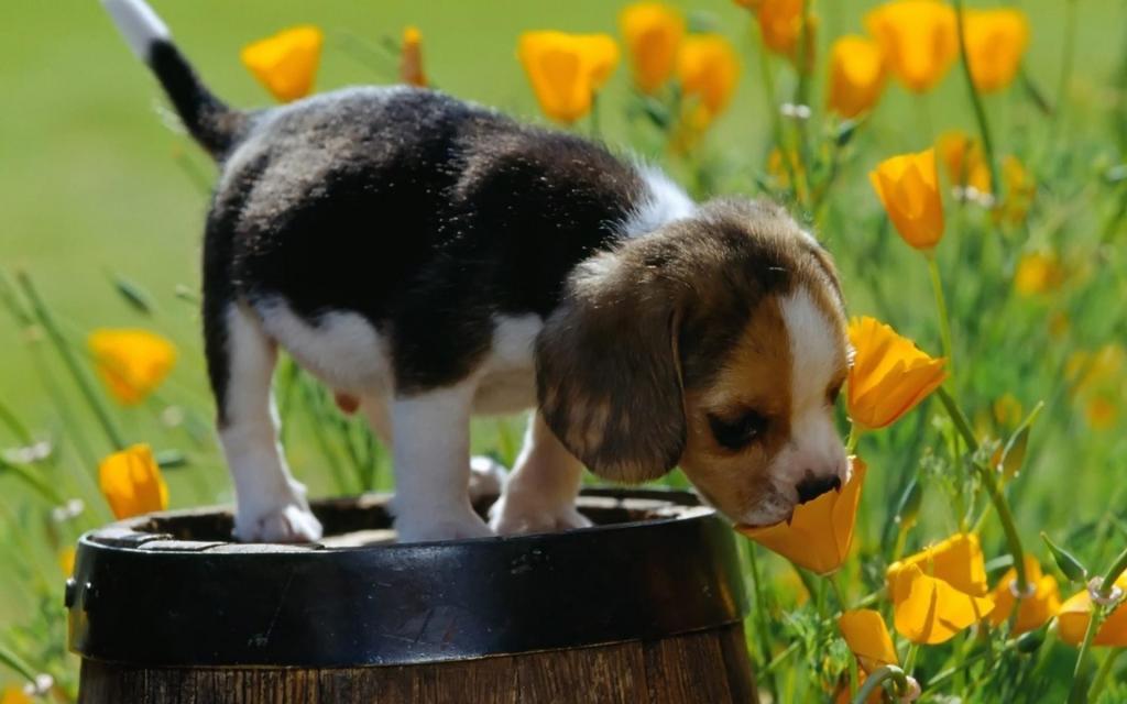 小狗站在桶上